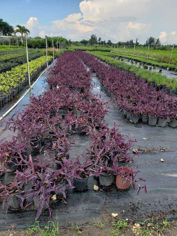 tradescantia-pallida-purpurea-purple-queen-purple-jew-setcreasea-purpurea-purple-heart