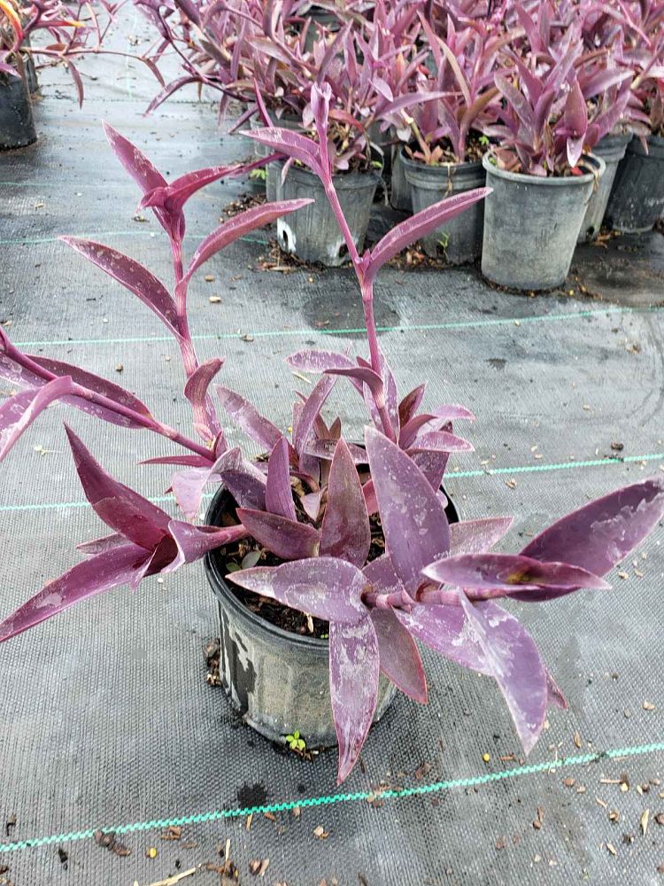 tradescantia-pallida-purpurea-purple-queen-purple-jew-setcreasea-purpurea-purple-heart