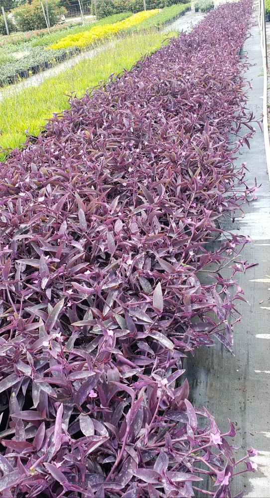 tradescantia-pallida-purpurea-purple-queen-purple-jew-setcreasea-purpurea-purple-heart