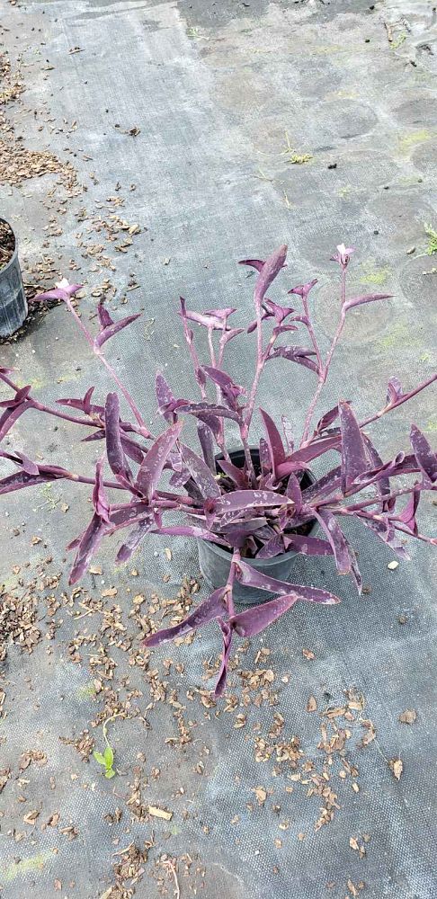 tradescantia-pallida-purpurea-purple-queen-purple-jew-setcreasea-purpurea-purple-heart