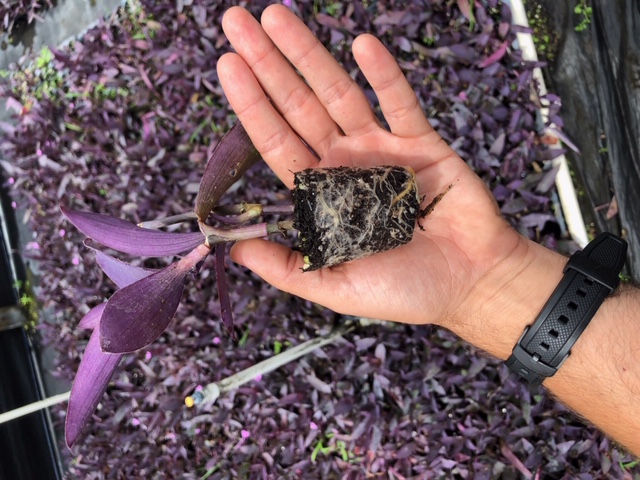 tradescantia-pallida-purpurea-purple-queen-purple-jew-setcreasea-purpurea-purple-heart