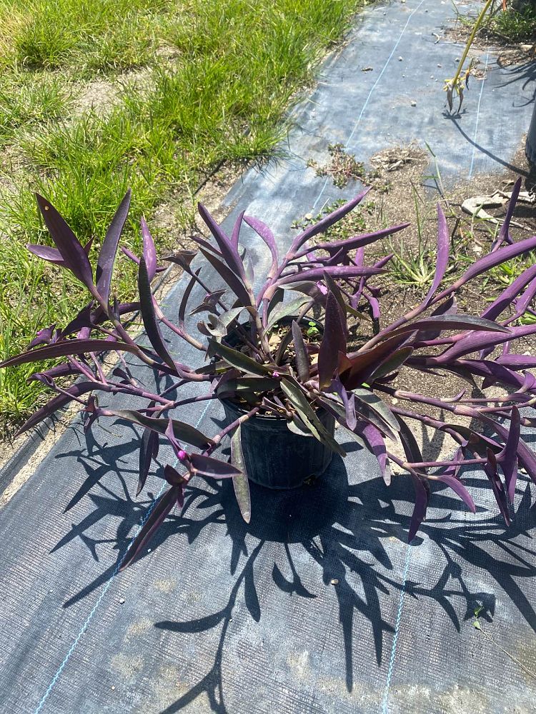 tradescantia-pallida-purpurea-purple-queen-purple-jew-setcreasea-purpurea-purple-heart