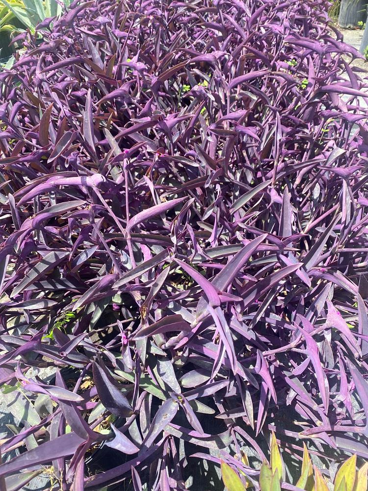 tradescantia-pallida-purpurea-purple-queen-purple-jew-setcreasea-purpurea-purple-heart