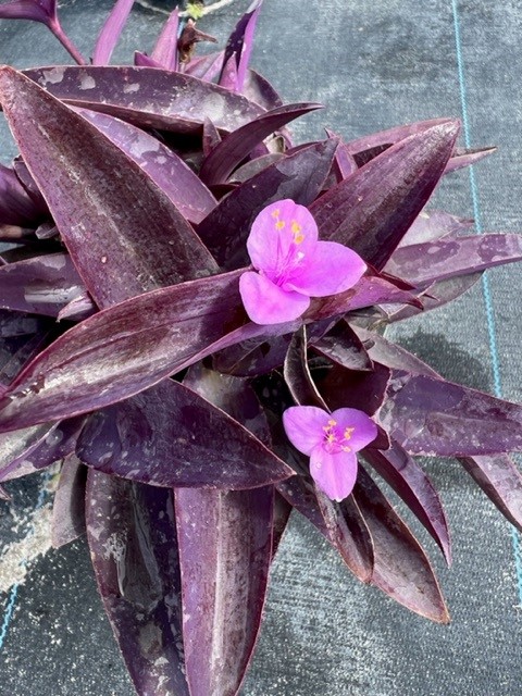 tradescantia-pallida-purpurea-purple-queen-purple-jew-setcreasea-purpurea-purple-heart