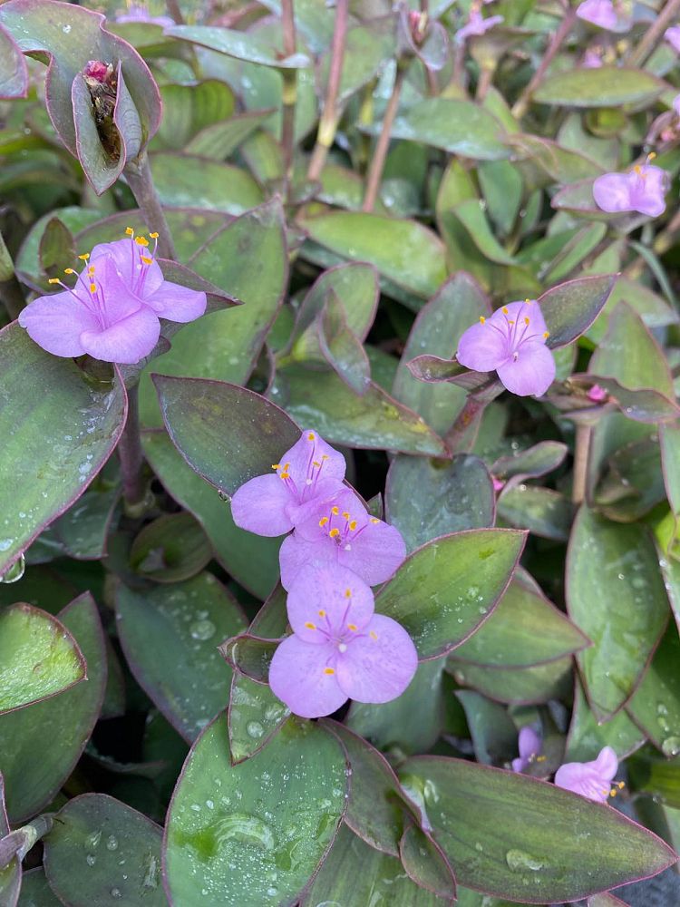 tradescantia-pallida-sweet-pink-purple-queen-purple-jew