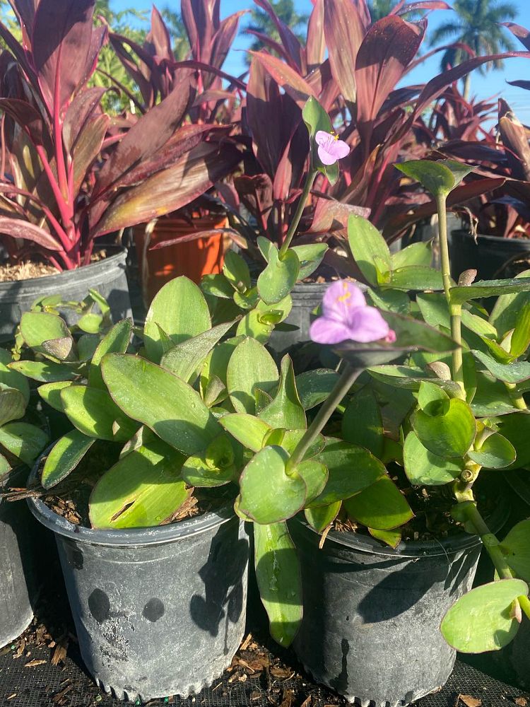 tradescantia-pallida-sweet-pink-purple-queen-purple-jew