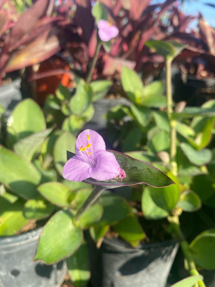 tradescantia-pallida-sweet-pink-purple-queen-purple-jew