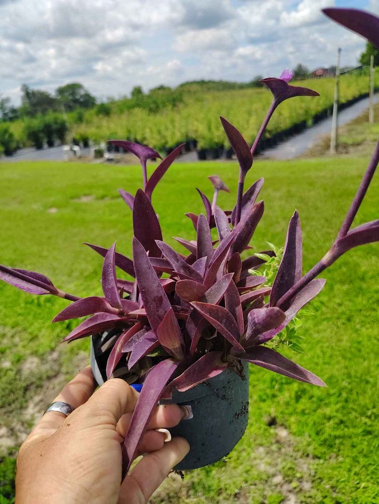 tradescantia-pallida-sweet-pink-purple-queen-purple-jew