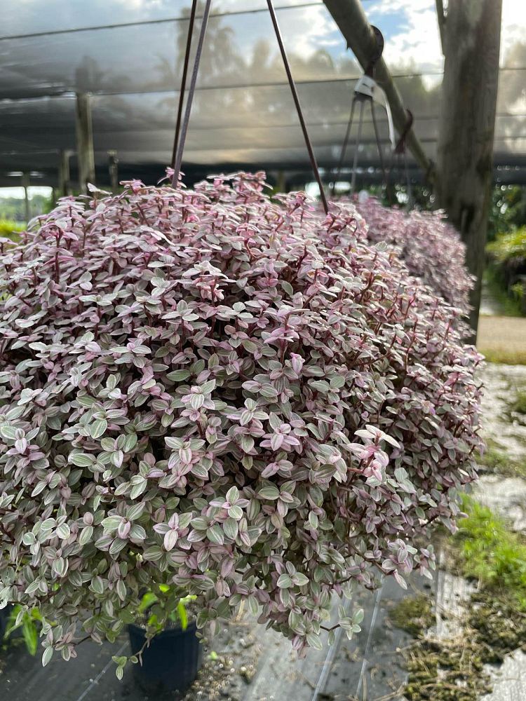 tradescantia-pink-panther