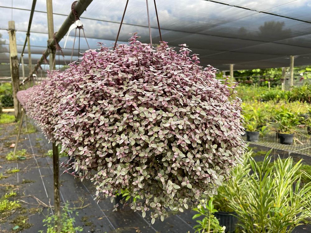tradescantia-pink-panther