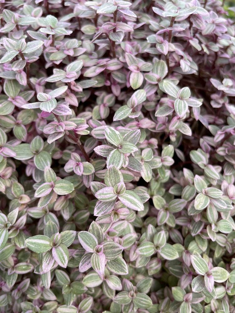 tradescantia-pink-panther