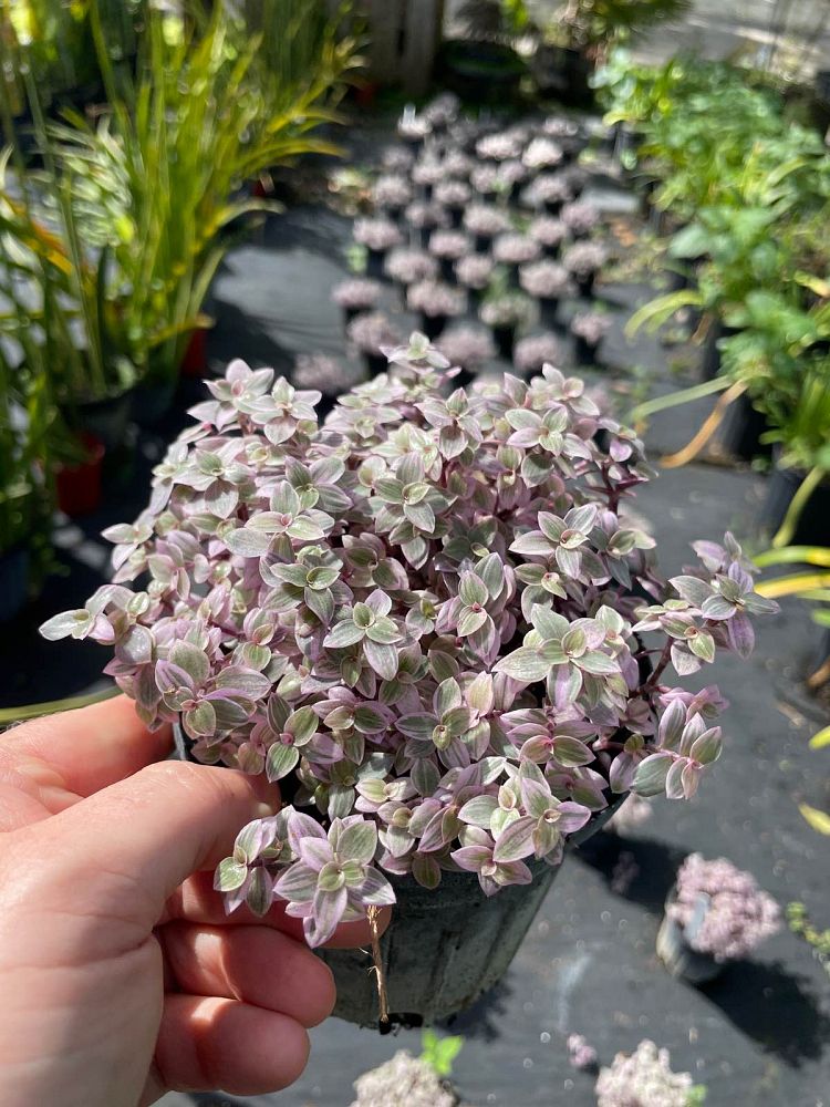 tradescantia-pink-panther