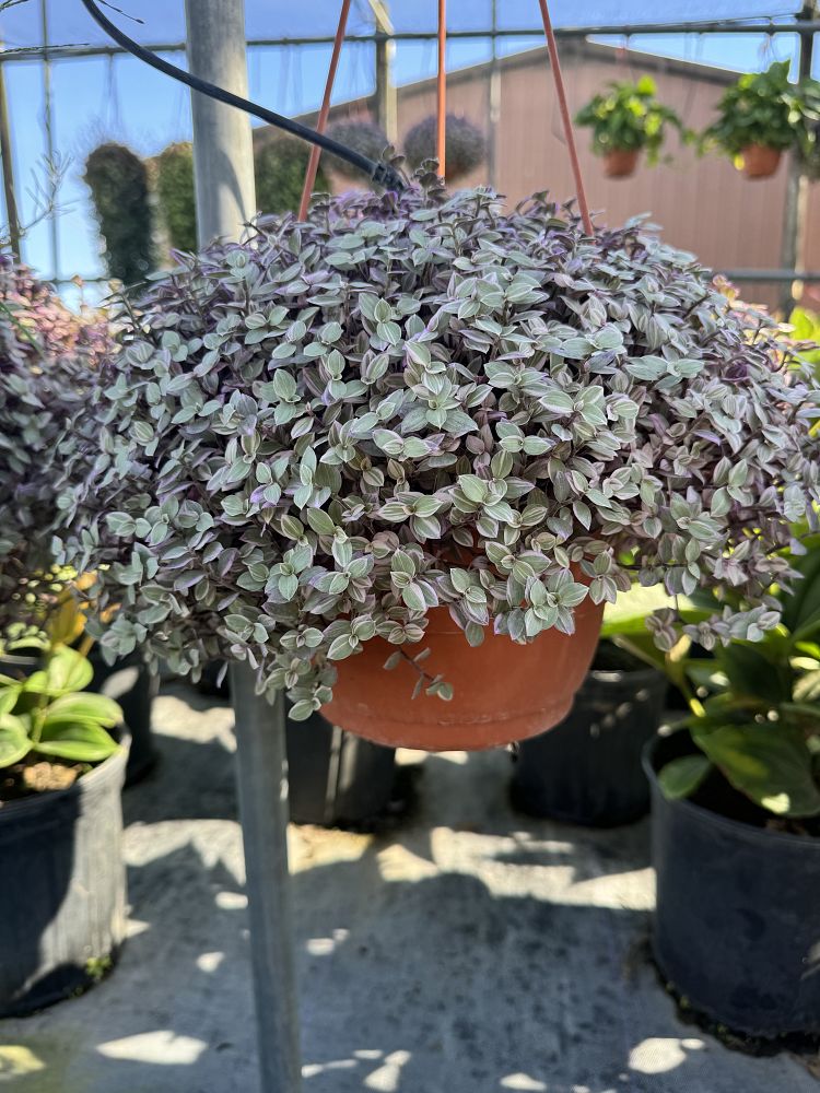tradescantia-pink-panther
