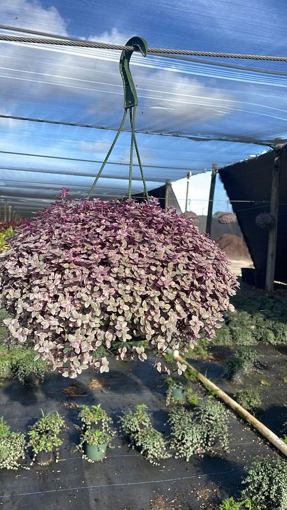 tradescantia-pink-panther