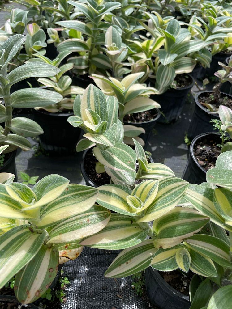 tradescantia-sillamontana-variegated