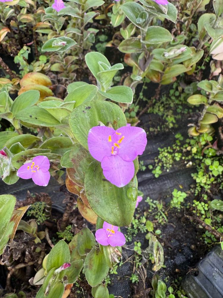 tradescantia-sillamontana-variegated