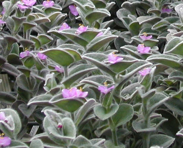 tradescantia-sillamontana-white-gossamer