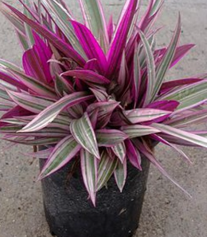 tradescantia-spathacea-dwarf-oyster-plant-rhoeo-plant-moses-in-a-cradle