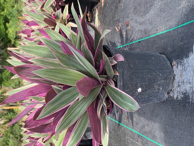 tradescantia-spathacea-dwarf-oyster-plant-rhoeo-plant-moses-in-a-cradle