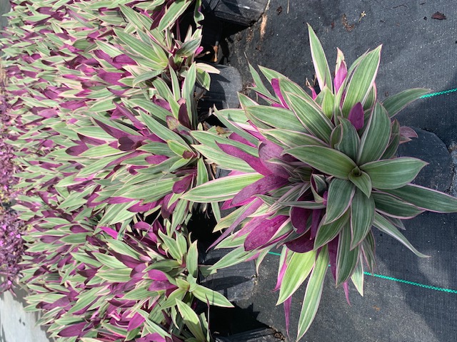 tradescantia-spathacea-dwarf-oyster-plant-rhoeo-plant-moses-in-a-cradle