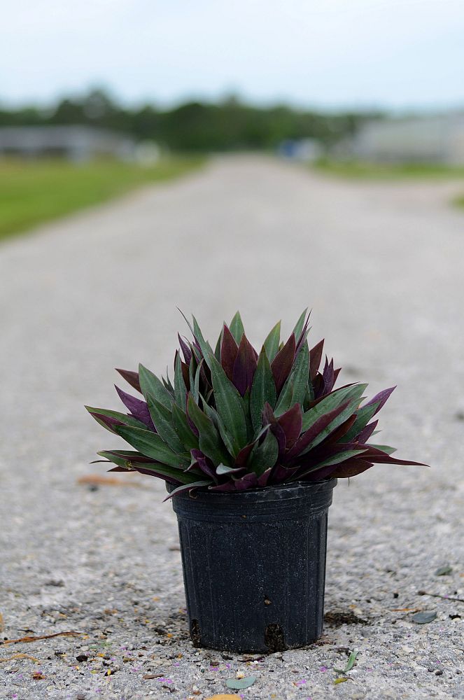 tradescantia-spathacea-oyster-plant-rhoeo-plant-moses-in-a-cradle