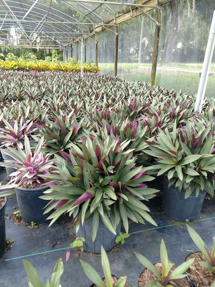 tradescantia-spathacea-oyster-plant-rhoeo-plant-moses-in-a-cradle