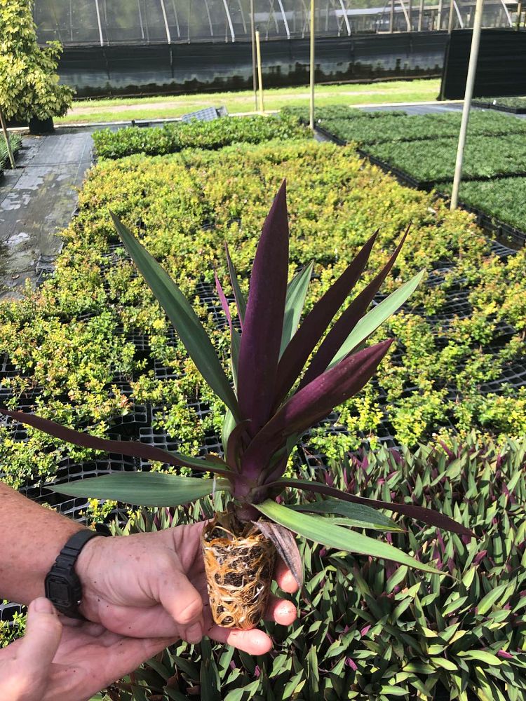 tradescantia-spathacea-oyster-plant-rhoeo-plant-moses-in-a-cradle