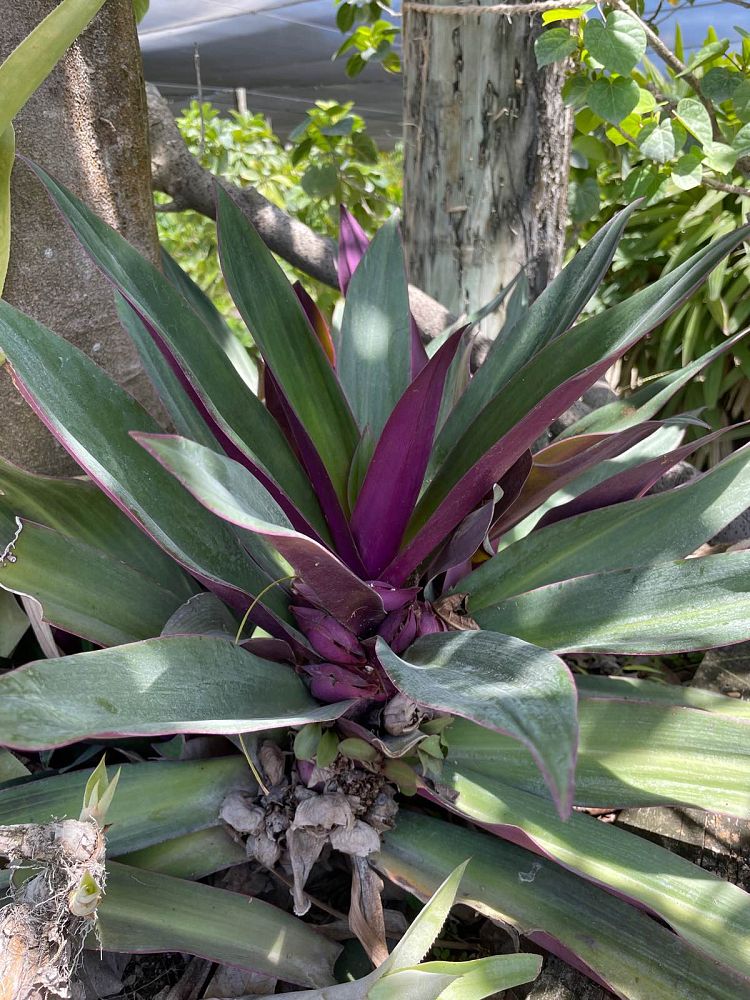 tradescantia-spathacea-oyster-plant-rhoeo-plant-moses-in-a-cradle