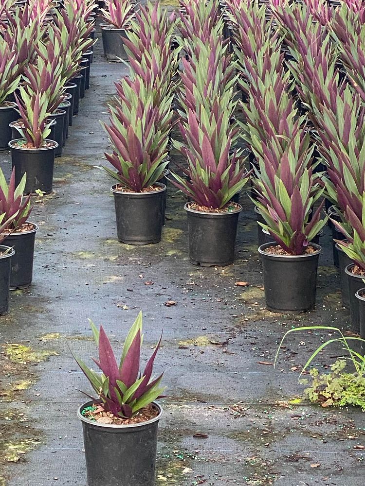 tradescantia-spathacea-oyster-plant-rhoeo-plant-moses-in-a-cradle