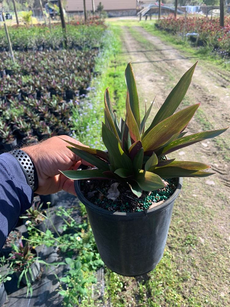 tradescantia-spathacea-oyster-plant-rhoeo-plant-moses-in-a-cradle