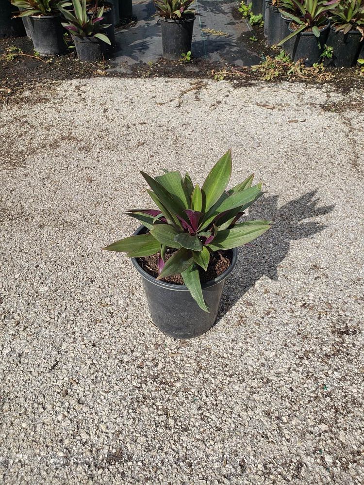 tradescantia-spathacea-oyster-plant-rhoeo-plant-moses-in-a-cradle