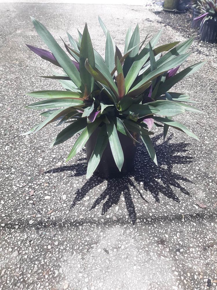 tradescantia-spathacea-oyster-plant-rhoeo-plant-moses-in-a-cradle