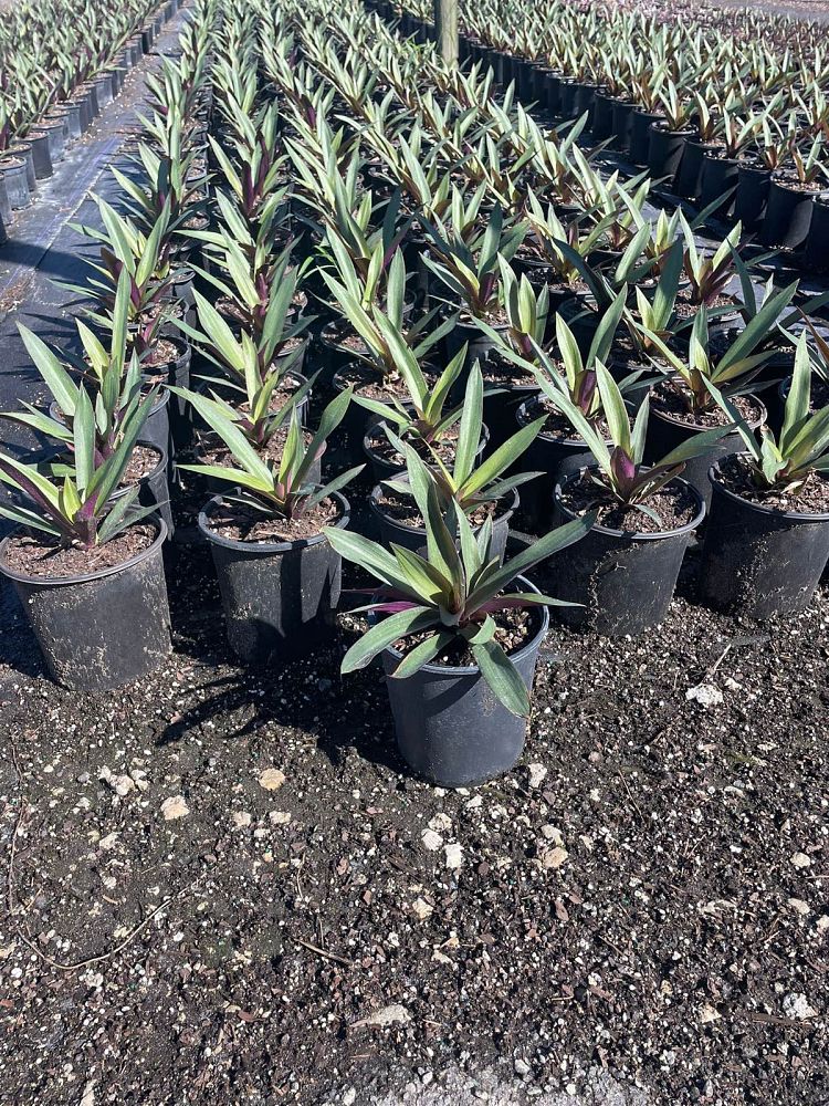 tradescantia-spathacea-oyster-plant-rhoeo-plant-moses-in-a-cradle