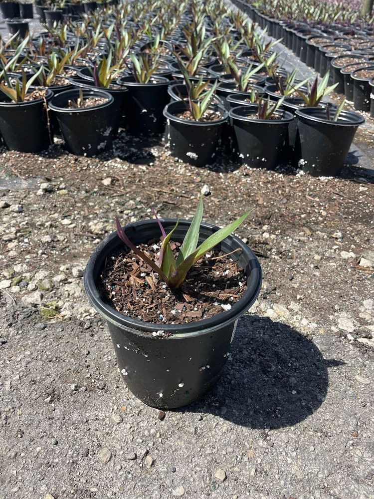 tradescantia-spathacea-oyster-plant-rhoeo-plant-moses-in-a-cradle