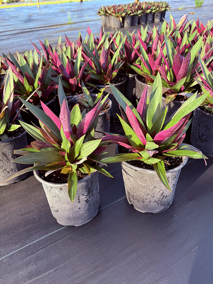 tradescantia-spathacea-oyster-plant-rhoeo-plant-moses-in-a-cradle