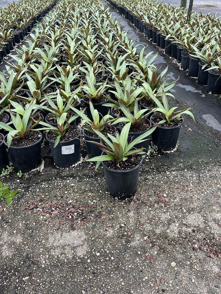 tradescantia-spathacea-oyster-plant-rhoeo-plant-moses-in-a-cradle