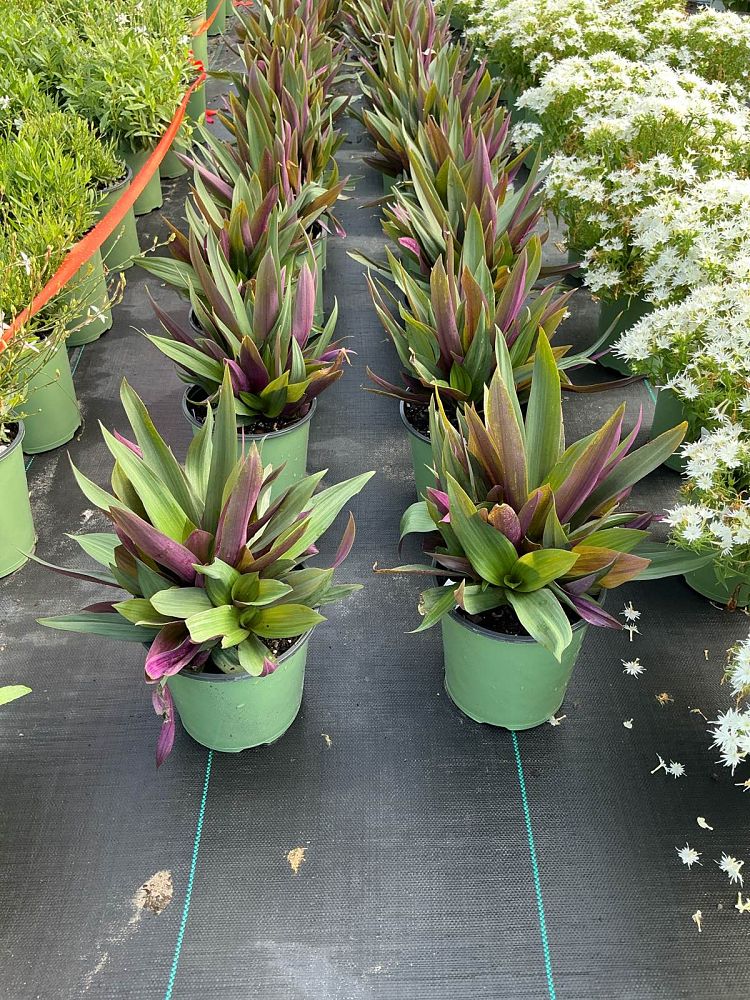 tradescantia-spathacea-oyster-plant-rhoeo-plant-moses-in-a-cradle