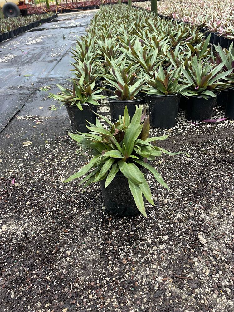 tradescantia-spathacea-oyster-plant-rhoeo-plant-moses-in-a-cradle