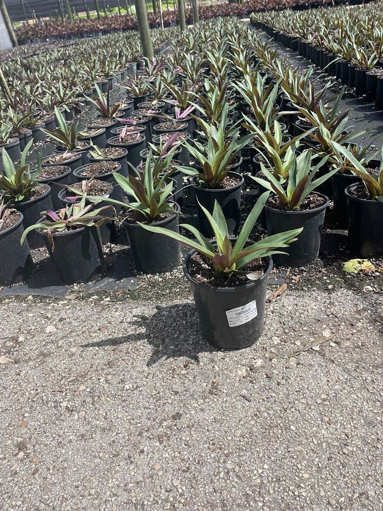 tradescantia-spathacea-oyster-plant-rhoeo-plant-moses-in-a-cradle