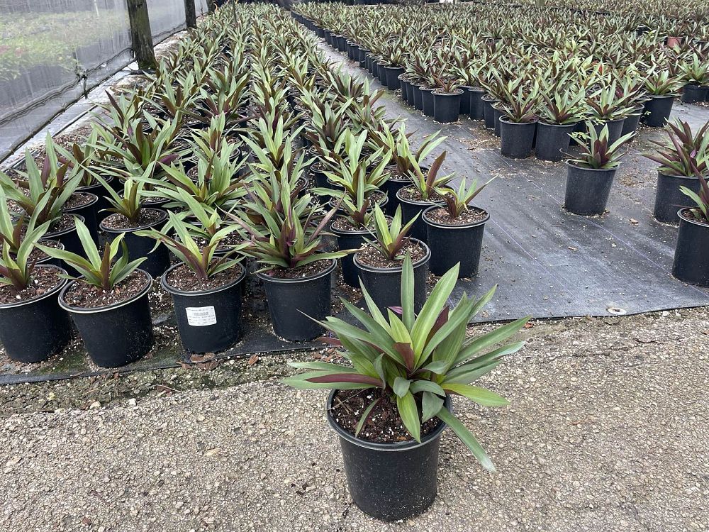 tradescantia-spathacea-oyster-plant-rhoeo-plant-moses-in-a-cradle