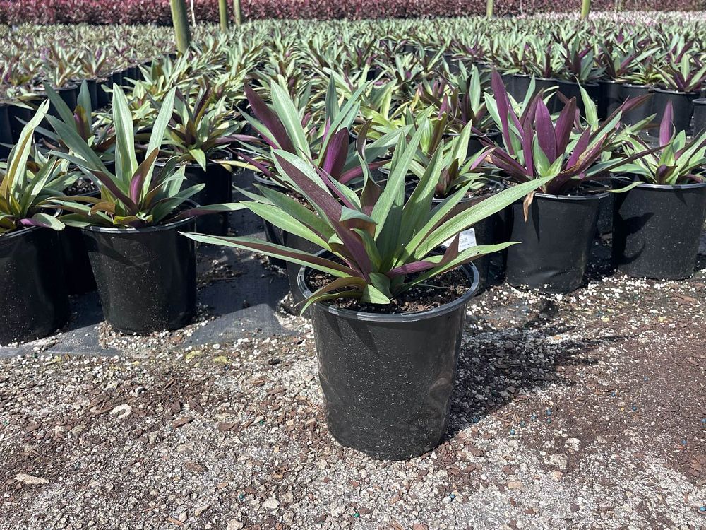 tradescantia-spathacea-oyster-plant-rhoeo-plant-moses-in-a-cradle