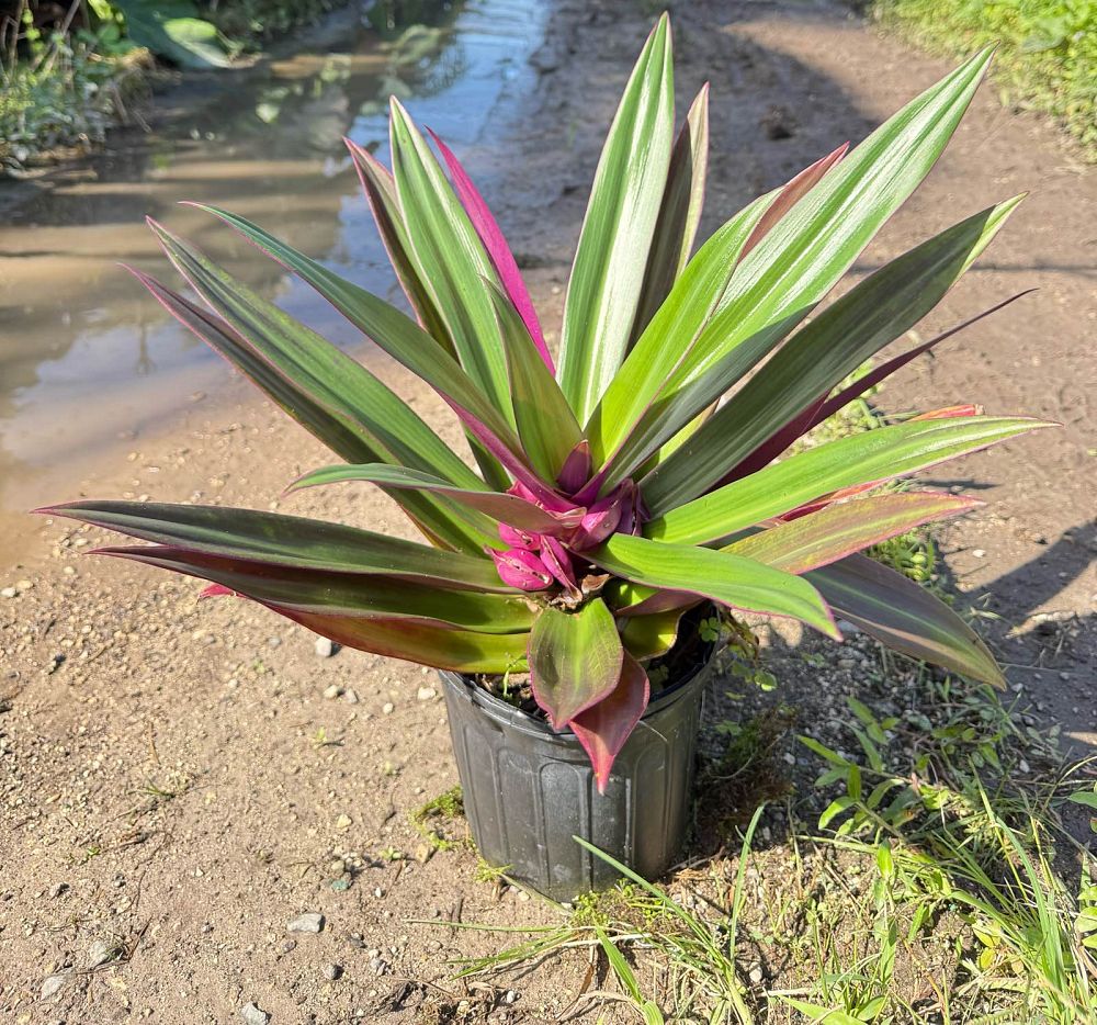 tradescantia-spathacea-oyster-plant-rhoeo-plant-moses-in-a-cradle
