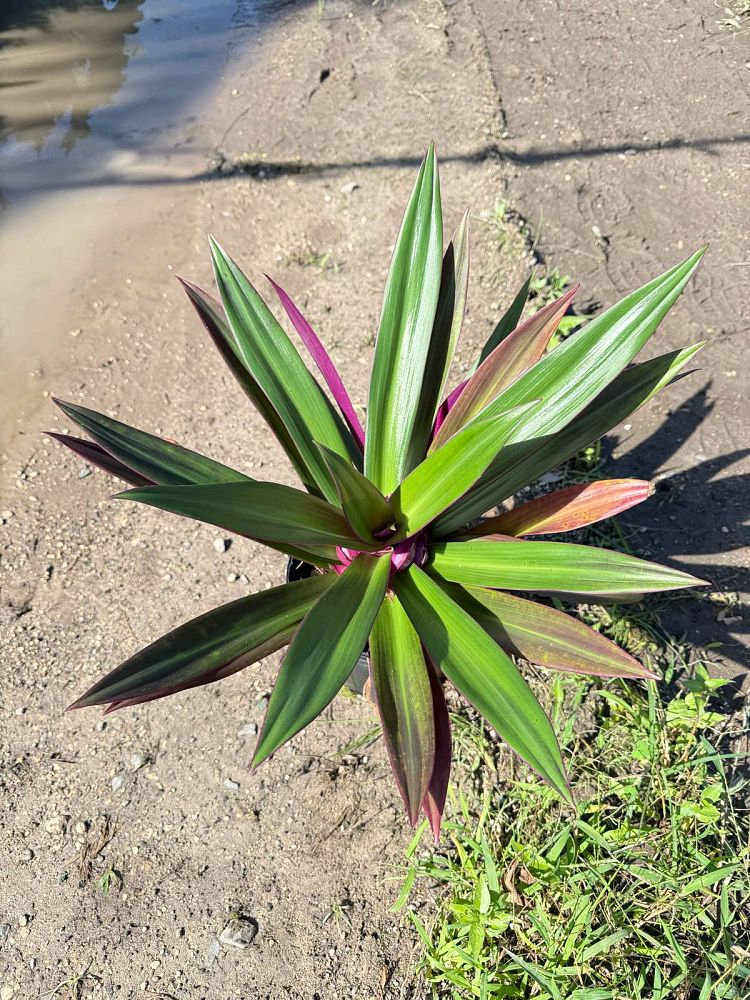 tradescantia-spathacea-oyster-plant-rhoeo-plant-moses-in-a-cradle