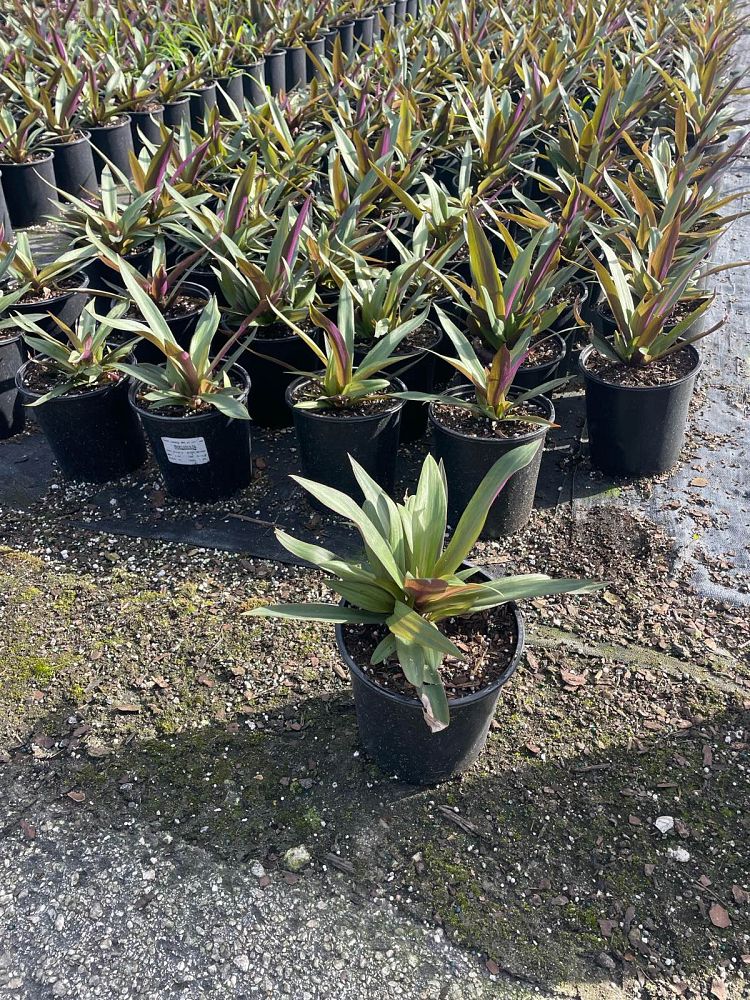 tradescantia-spathacea-oyster-plant-rhoeo-plant-moses-in-a-cradle