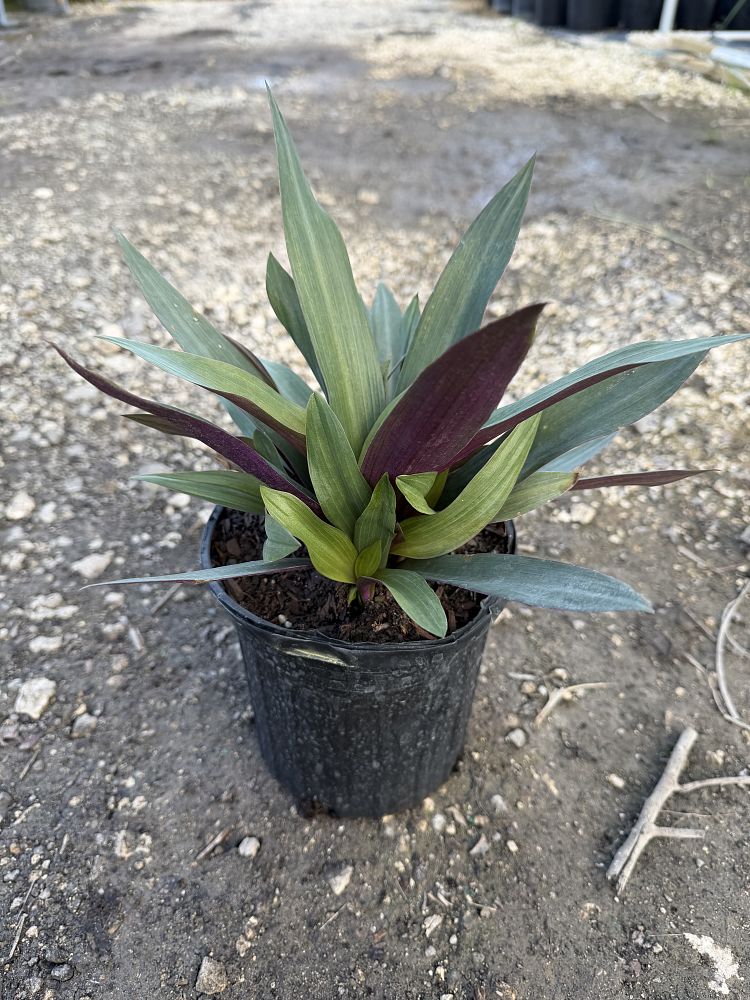 tradescantia-spathacea-oyster-plant-rhoeo-plant-moses-in-a-cradle