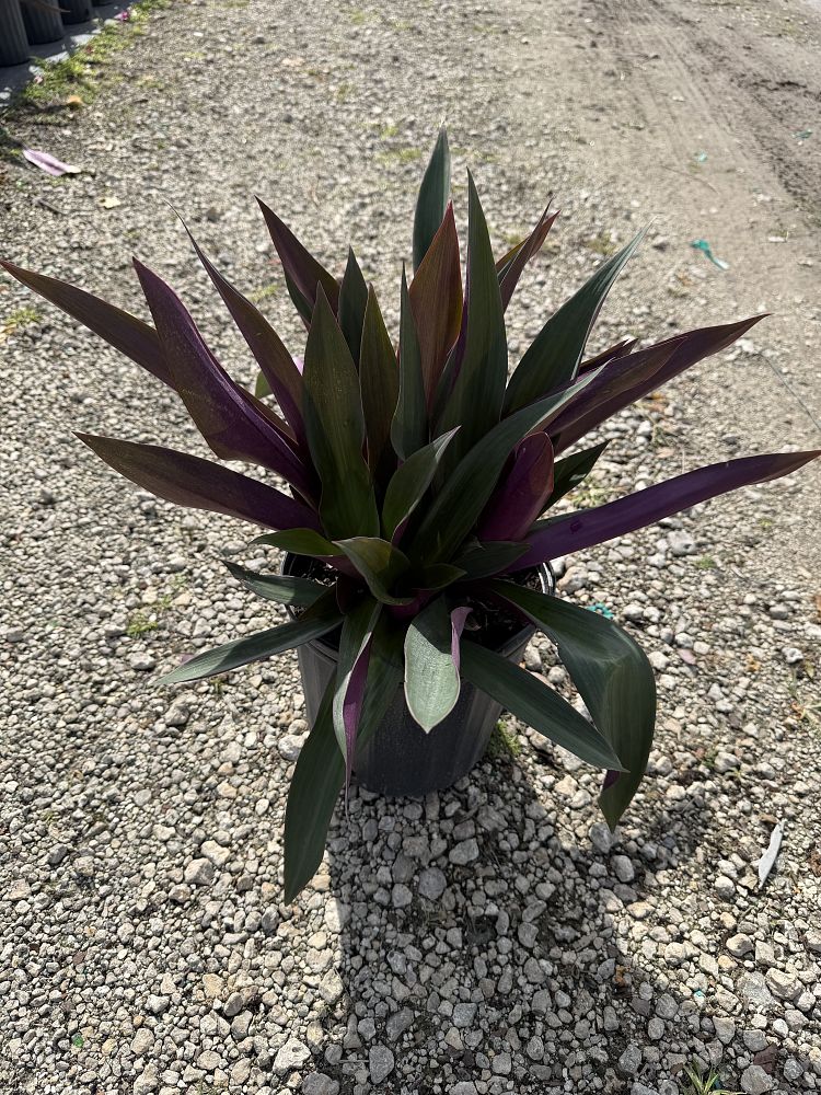 tradescantia-spathacea-oyster-plant-rhoeo-plant-moses-in-a-cradle