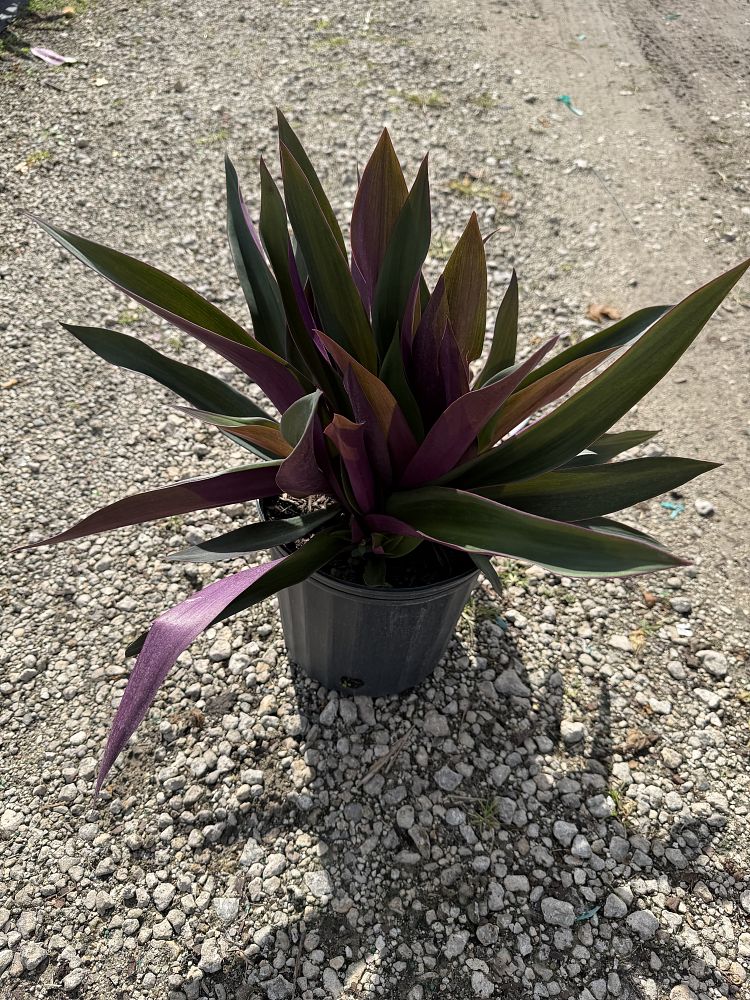 tradescantia-spathacea-purple-oyster-plant-rhoeo-plant-moses-in-a-cradle