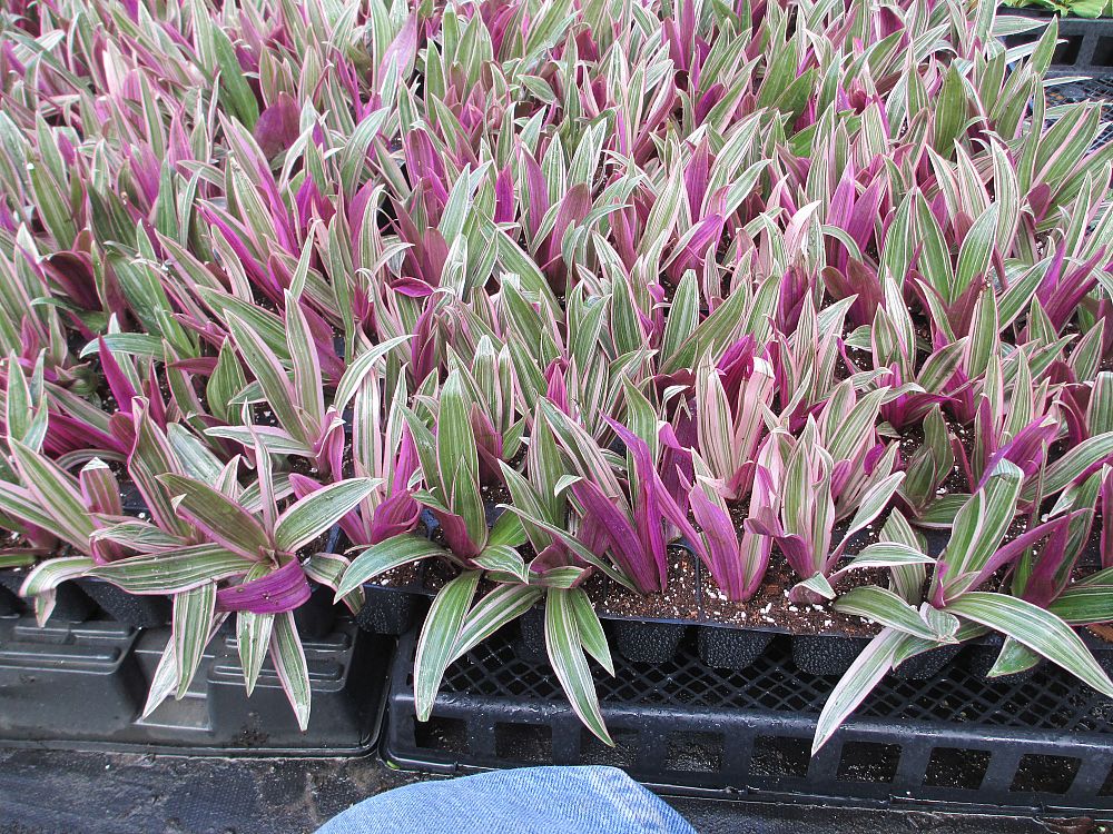 tradescantia-spathacea-tricolor-oyster-plant-variegated-dwarf-rhoeo-plant-moses-in-a-cradle