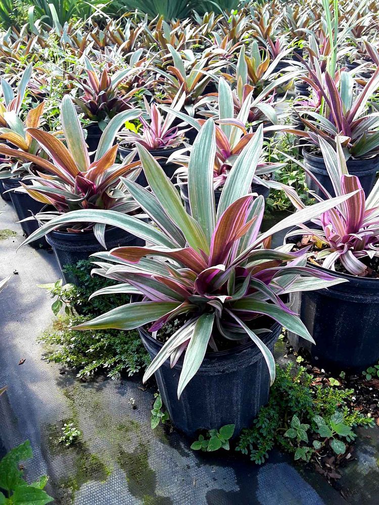 tradescantia-spathacea-tricolor-oyster-plant-variegated-dwarf-rhoeo-plant-moses-in-a-cradle
