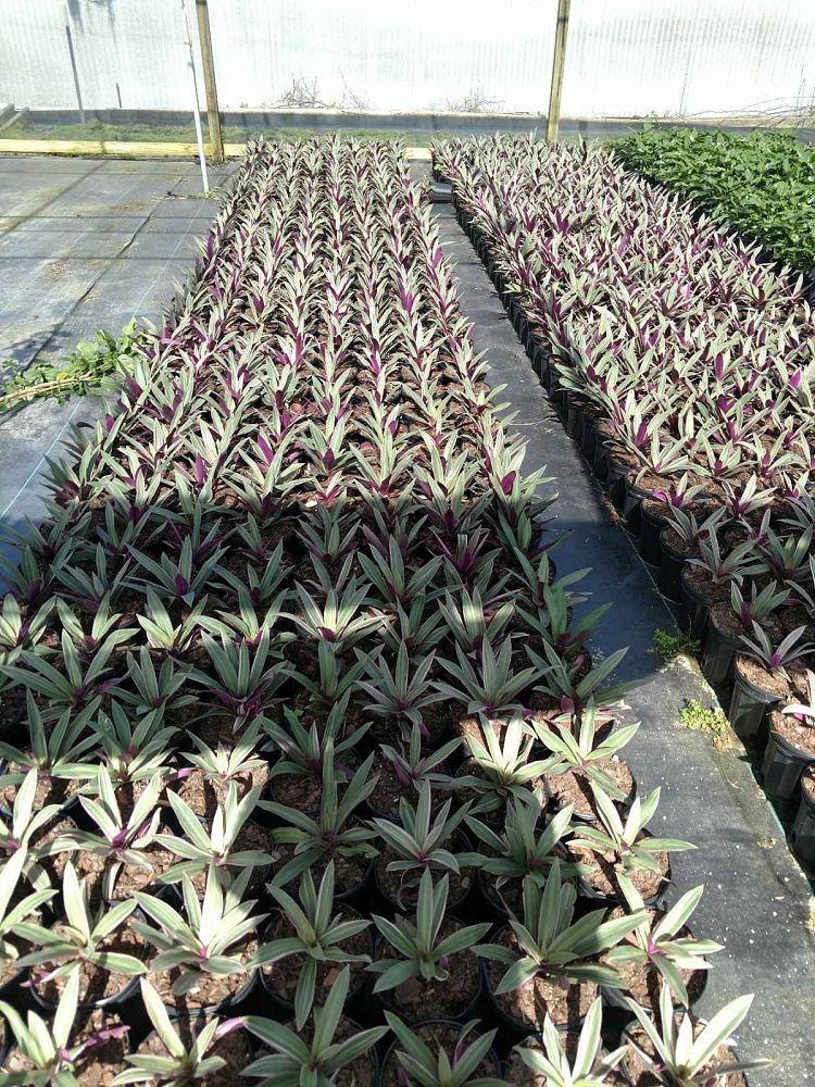 tradescantia-spathacea-tricolor-oyster-plant-variegated-dwarf-rhoeo-plant-moses-in-a-cradle